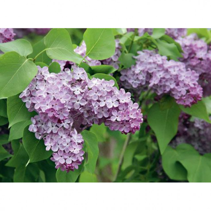 Комплект 5шт / Сеянец Сирень Лавандер Леди (Lavander Lady) Комплект 5шт / Сеянец Сирень Лавандер Леди (Lavander Lady)